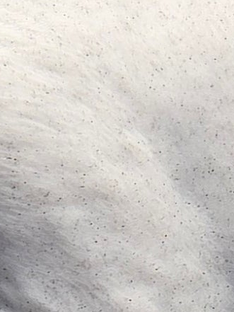 Pet Paw/Nose Print Engraved Plaque or Frame